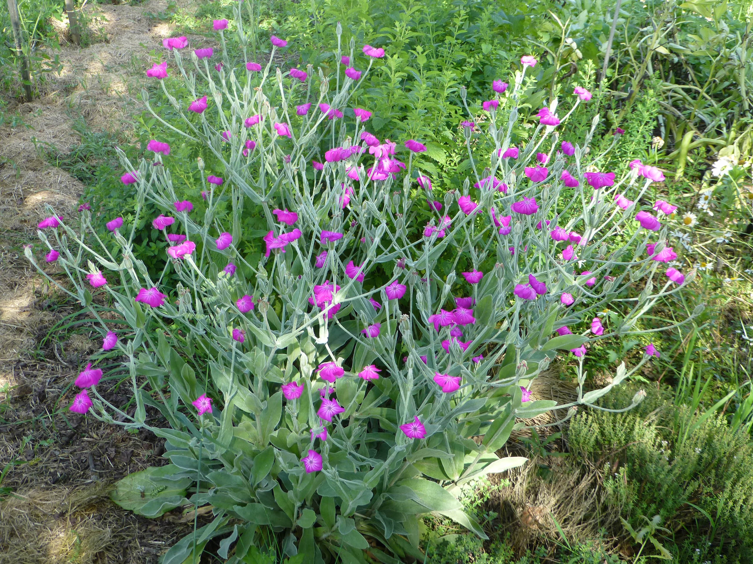 Lychnis coronaria en fleurs sur un talus sec ensoleillé
